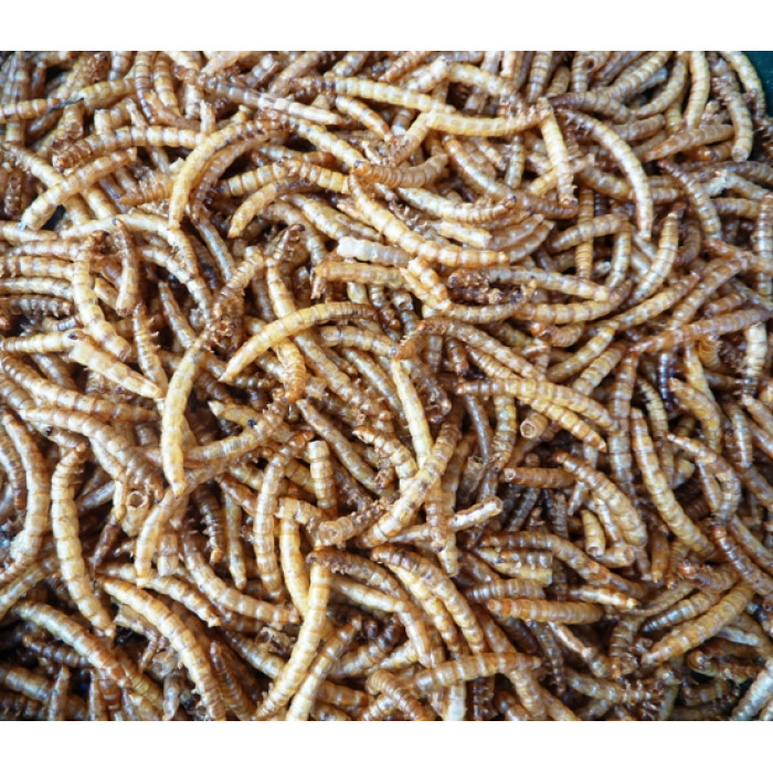 Mealworms Dried